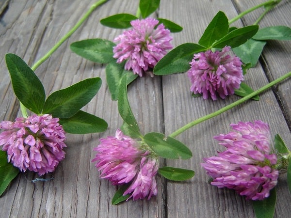 Red Clover for healing cancer - quick and easy food ideas