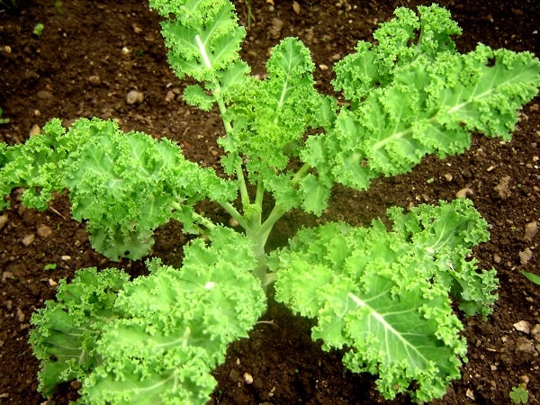 Kale from my garden