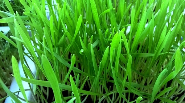 Wheat Grass -sexual vitality -the vibrational scale of consciousness