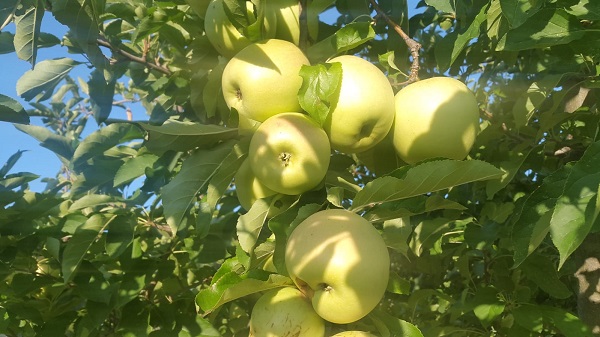 Apples from Tuscany - health