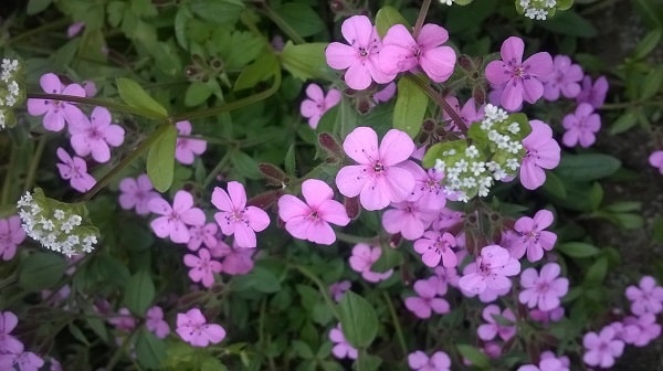 Spring mini pink flowers from my garden - awakened living health-sexual vitality -the vibrational scale of consciousness