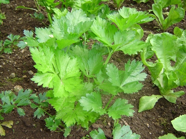 Celery from my garden - beautifying foods