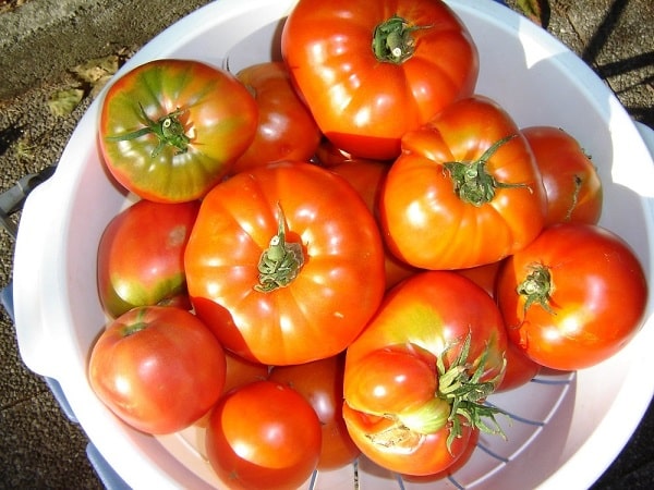Homegrown tomatoes - healing orange food colour