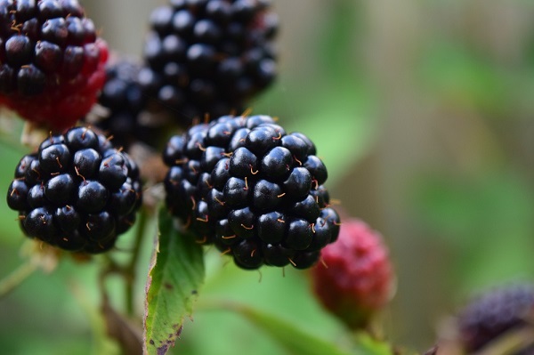 Blackberries -healing indigo food