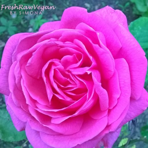 Pink rose from my garden -pick right colours