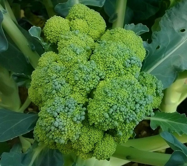 Broccoli from my garden - broccoli health benefits - natural body cleanse