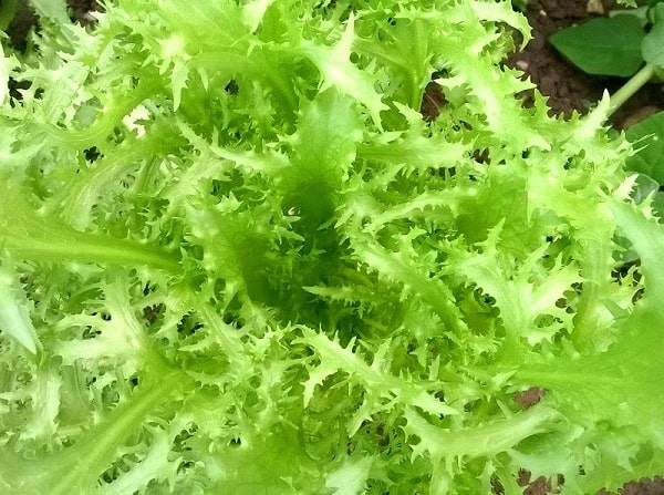 Lettuce from my garden -- candida - food combining