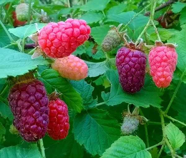 Raspberries from my garden - candida - food affects mood - healing blue food colour