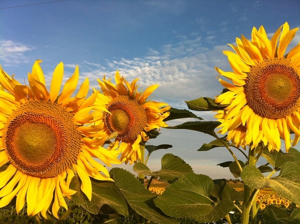 Sunflowers from Tuscany - healing touch - 9 healthy eating habits