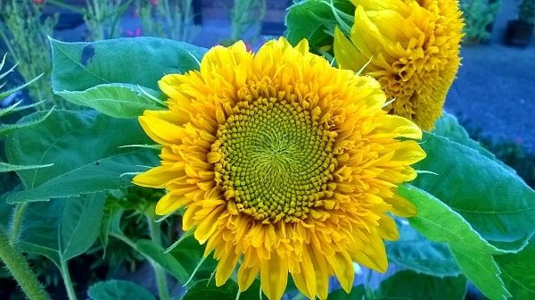 Sunflower from my garden - healing orange food colour - 9 easy energy boosters