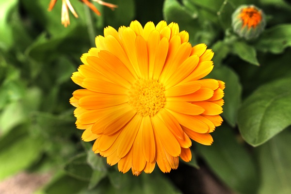 Calendula - Marigold flowers - 9 best edible spring blooms