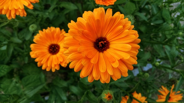 Calendula-Marigold flower