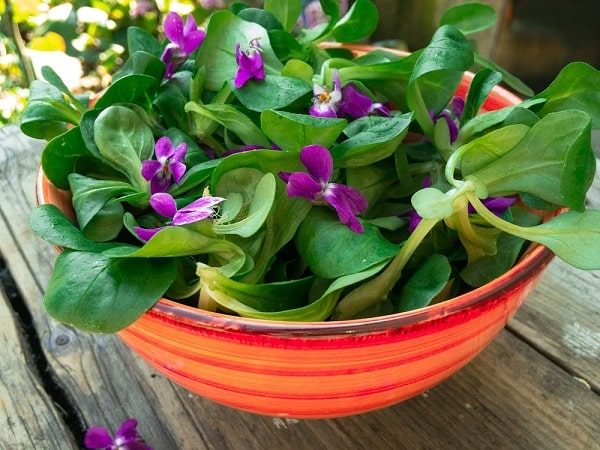 Violets -9 best edible spring blooms The Best Mason Jar Salad Recipes