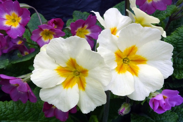 Primrose flowers - 9 best edible spring blooms