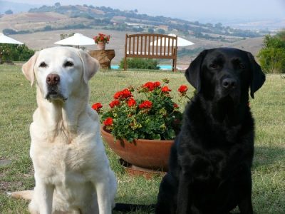 Tenuta Fattoria Vecchia-dogs-Sasha and Gil - Tuscany Healing Retreat